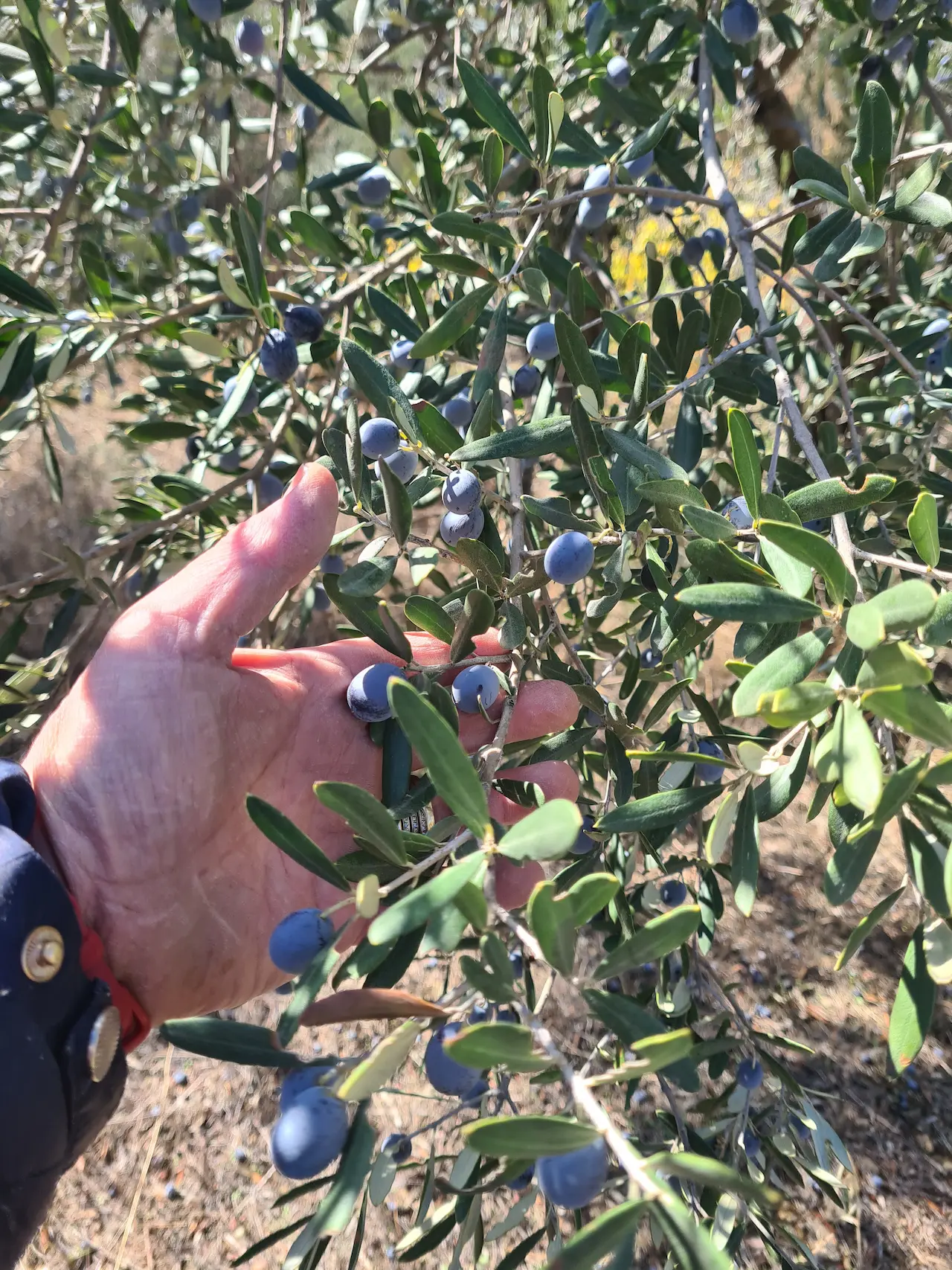 Seven Days Olive Harvesting