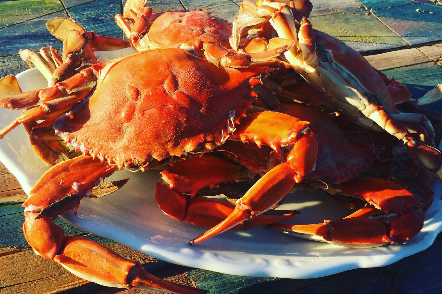 Blue Crabs from the Bargilya Lagoon