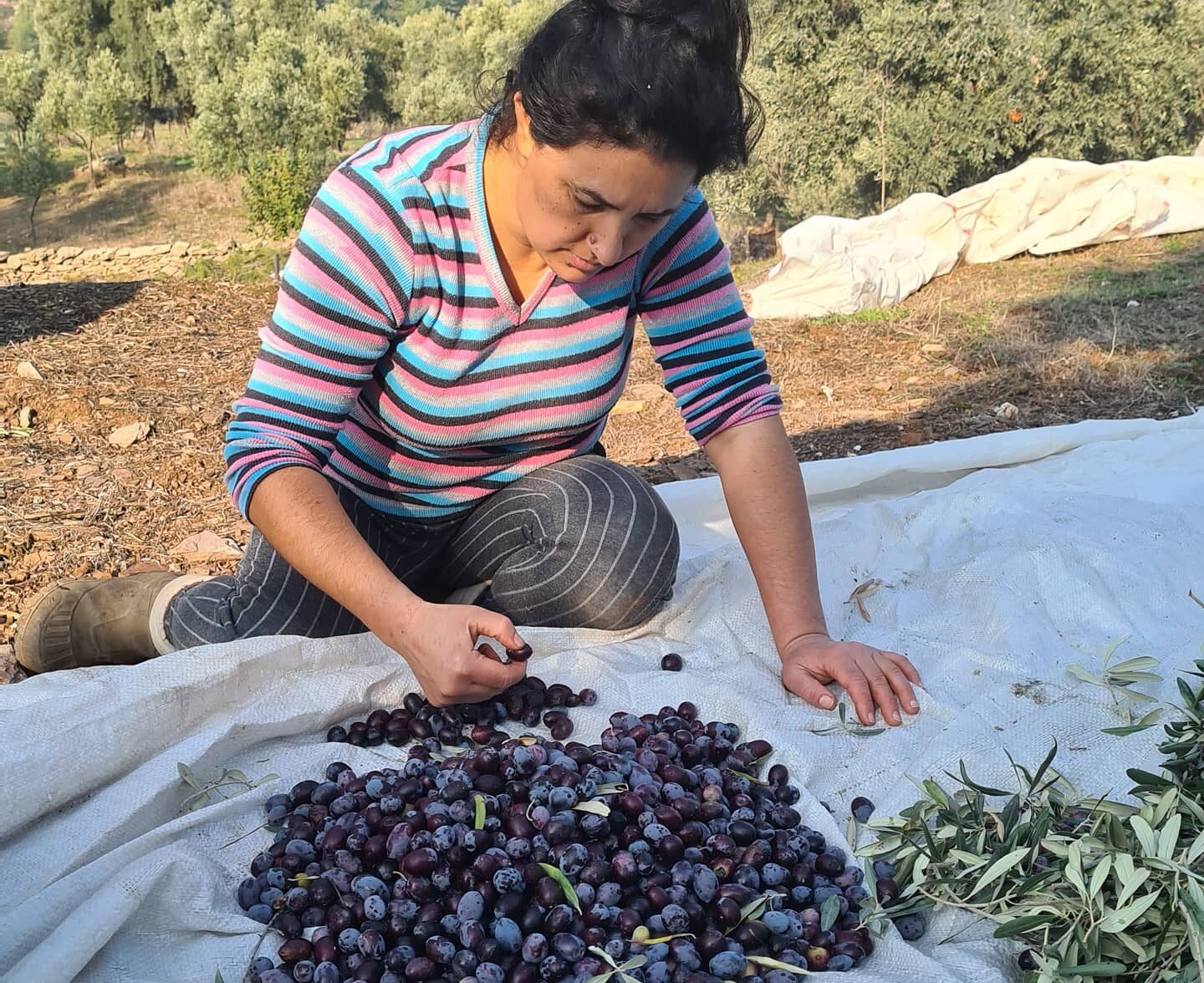 Three (3) days Residential olive harvesting