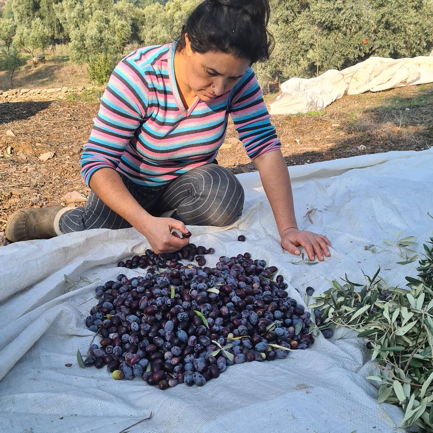 Three (3) days Residential olive harvesting