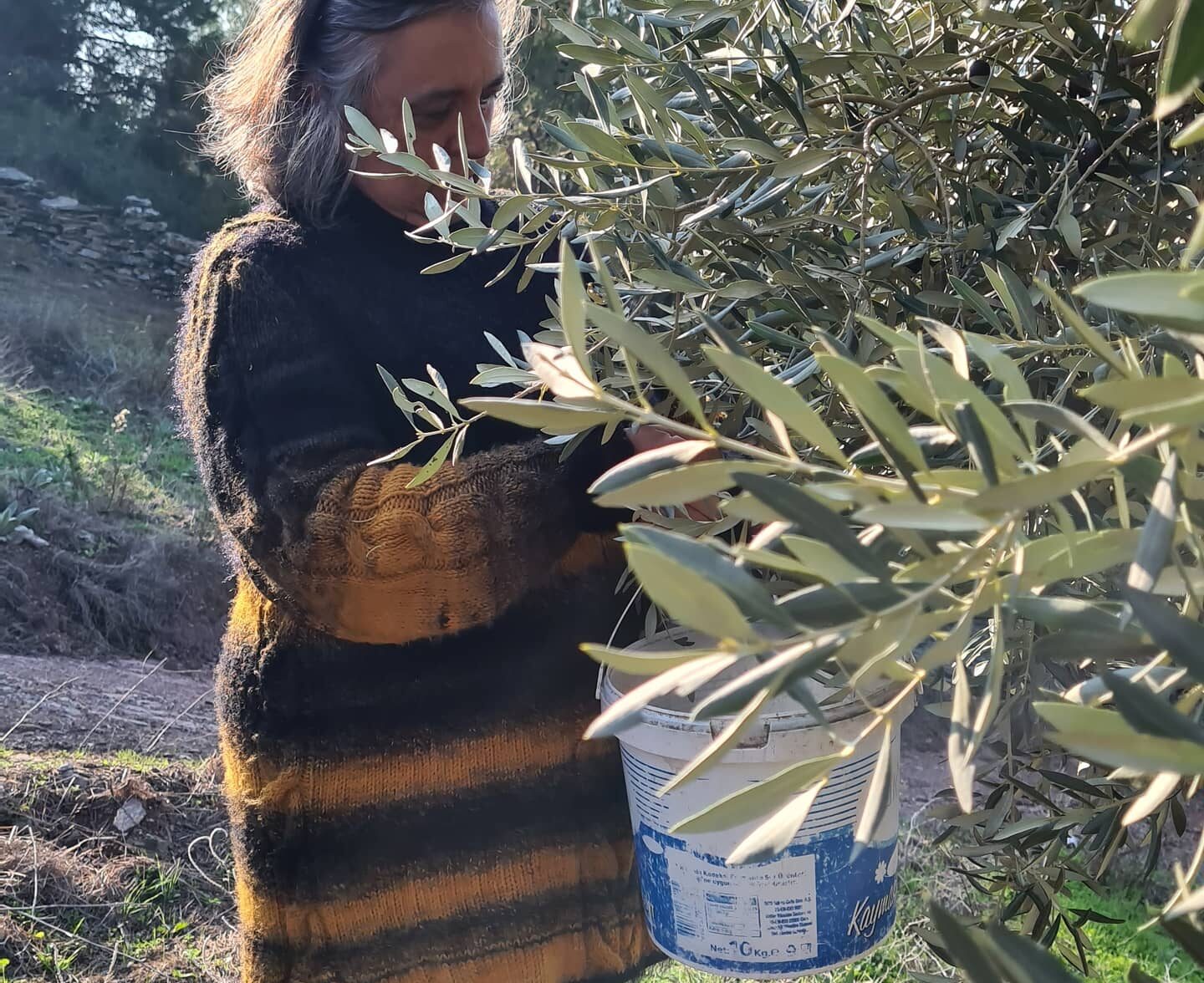One day Olive Harvesting in Halikarnasos