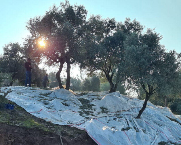 Seven (7) days Residential olive harvesting